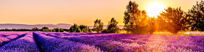 A field of lavender